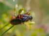 364884 – Photo : BourrinOman – France (83)