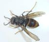 Vespa velutina