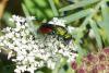 364379 – Photo : Sandor31 – France (84)