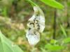 364255 – Photo : Denis Bucaille – France (60)