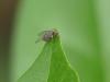 Platypeza fasciata