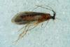 Crunoecia irrorata