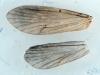 Crunoecia irrorata