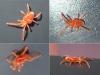 Allothrombium sp.