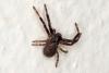 Xysticus sp.