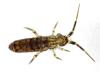Orchesella villosa