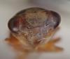 Acericerus ribauti