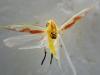 Zygina tiliae