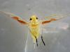 Zygina tiliae