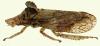 Ledra aurita