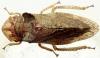 Ledra aurita