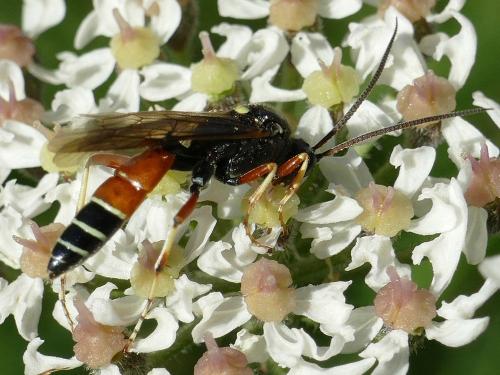 Ctenichneumon panzeri