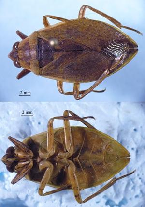 Réf. 365 945 : Belostoma flumineum Réf. 365 945 : Belostoma flumineum