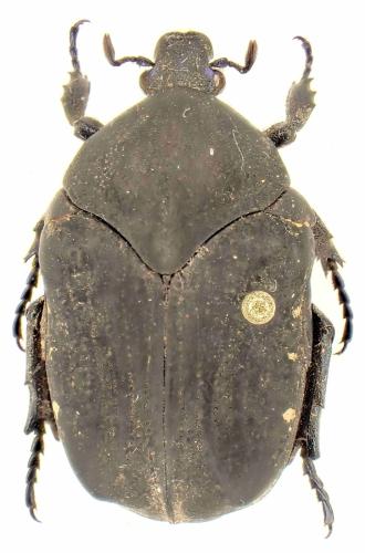 Gymnetis cordobana