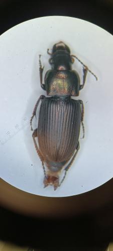 Réf. 365 337 : Harpalus sp.
