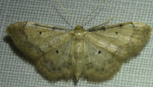 Idaea politaria