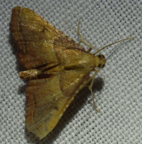 Endotricha flammealis