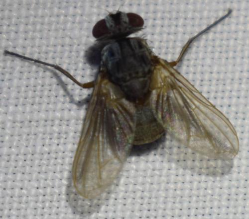 Réf. 365 289 : Therobia leonidei Réf. 365 289 : Therobia leonidei