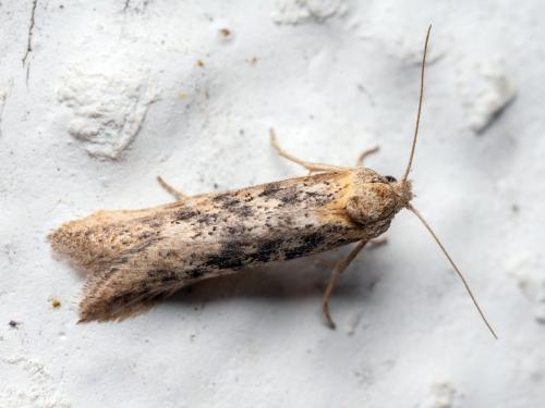 Oxypteron schawerdai
