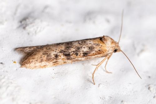 Oxypteron schawerdai