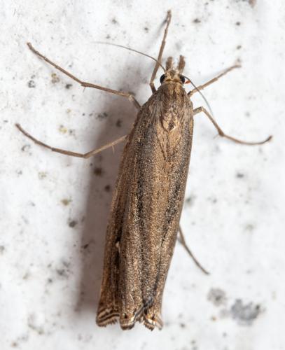 Ancylolomia disparalis