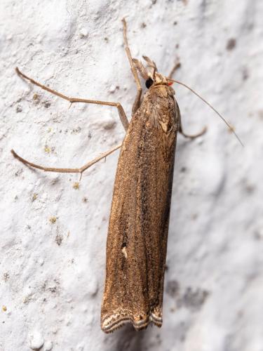 Ancylolomia disparalis