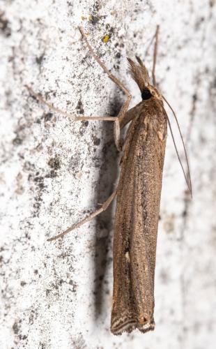 Ancylolomia disparalis