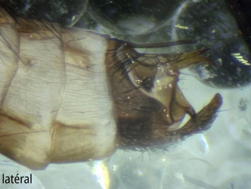 Mystacides azureus