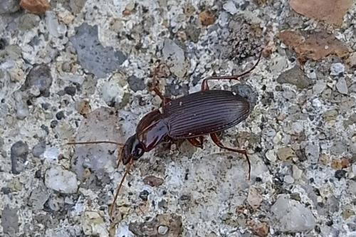 Réf. 365 276 : Platyderus depressus Réf. 365 276 : Platyderus depressus