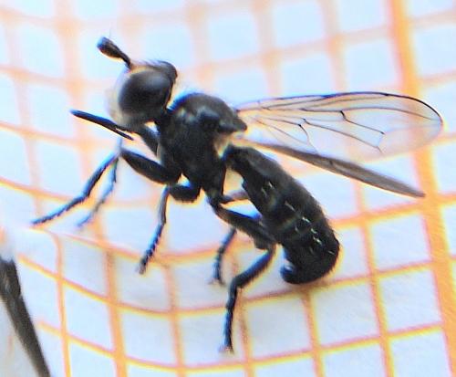 Réf. 365 244 : Thecophora cinerascens Réf. 365 244 : Thecophora cinerascens
