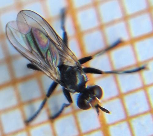 Réf. 365 243 : Thecophora cinerascens Réf. 365 243 : Thecophora cinerascens