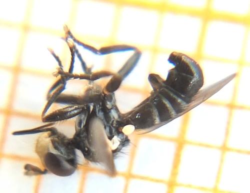 Réf. 365 258 : Thecophora cinerascens Réf. 365 258 : Thecophora cinerascens
