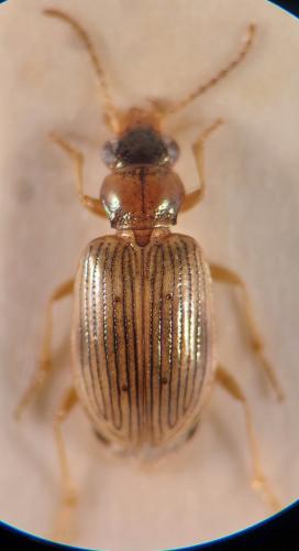 Bembidion ruficolle
