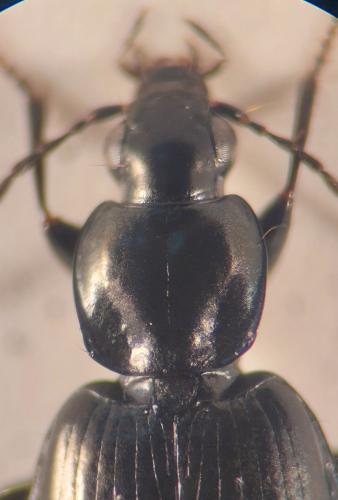 Réf. 365 428 : Agonum munsteri