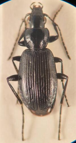 Réf. 365 711 : Agonum ericeti Réf. 365 711 : Agonum ericeti