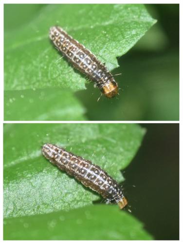 Tortricodes alternella