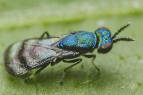 Closterocerus trifasciatus