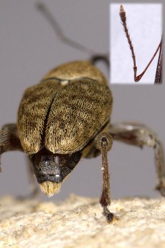 Curculio glandium