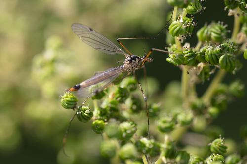 Nephrotoma cornicina