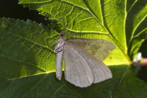 Scotopteryx sp.