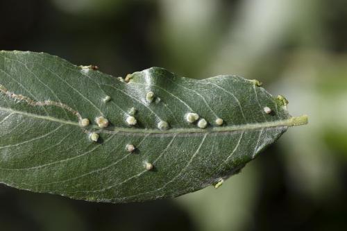 Phyllocnistis sp.