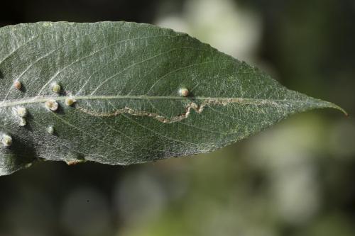 Phyllocnistis sp.