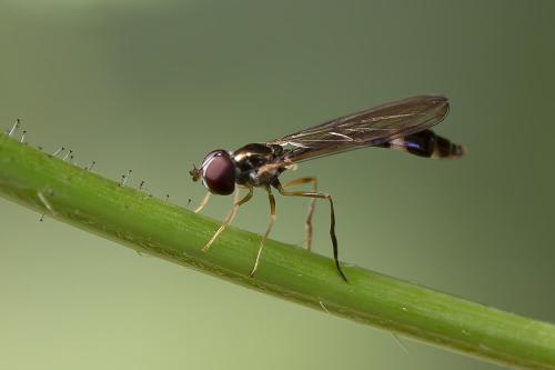 Réf. 365 000 : Baccha elongata
