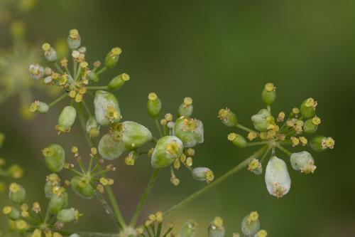 Kiefferia pericarpiicola