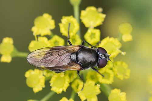 Cheilosia sp.