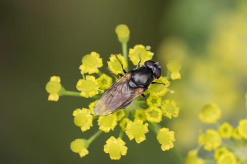 Cheilosia sp.