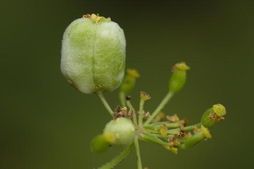 Kiefferia pericarpiicola