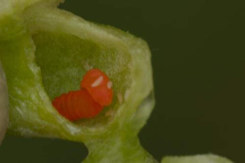 Kiefferia pericarpiicola