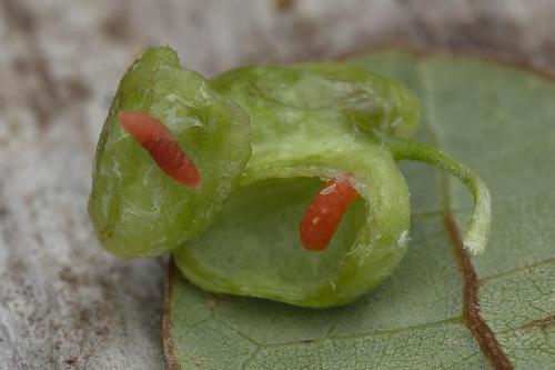 Kiefferia pericarpiicola