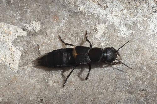 Ocypus olens